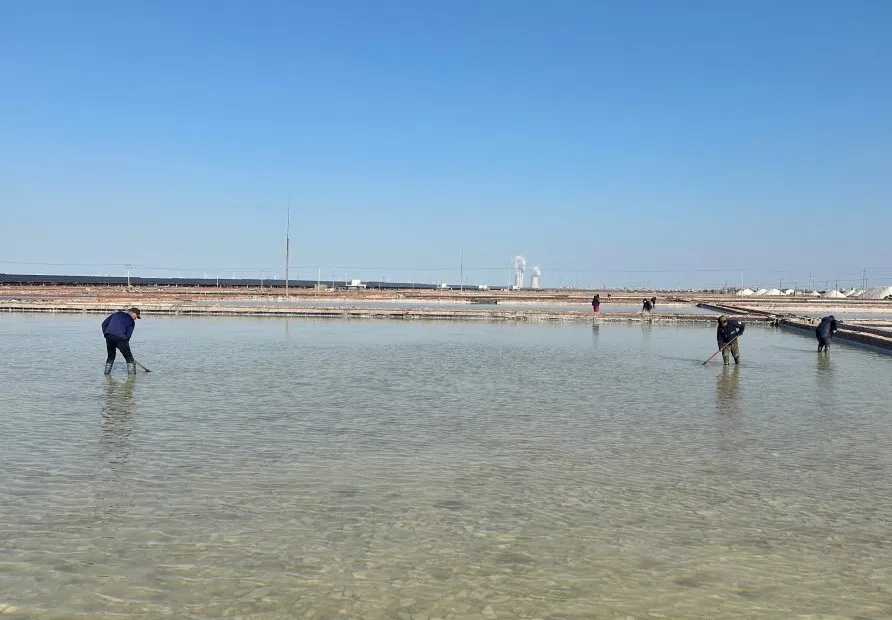 中國鹽業協會文章 | 銀波蕩漾春潮湧——魯鹽集團積極推進 海鹽春季生産